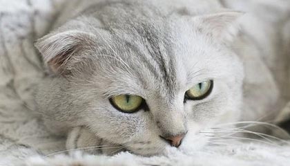 【爆料】pixiv深度揭秘:真相风波背后,主持人在机场贵宾室的角色异常令人意外